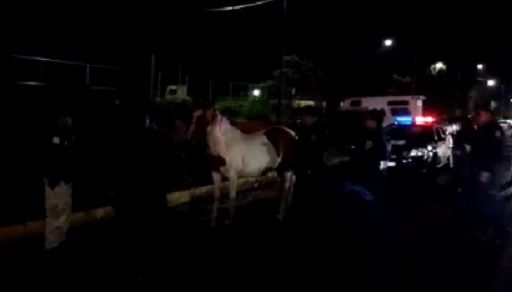Hallan a caballo vagando en Culhuacán - caballo-ctm