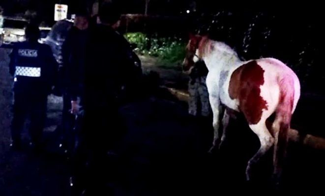 Hallan a caballo vagando en Culhuacán