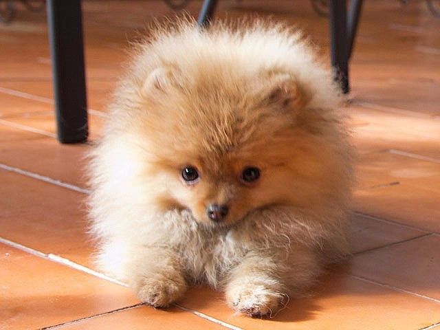 Los perros más robados en la Ciudad de México - cachorro-pomerania