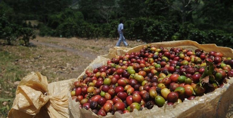 Cafetaleros crearán autodefensas para linchar a delincuentes en Chiapas