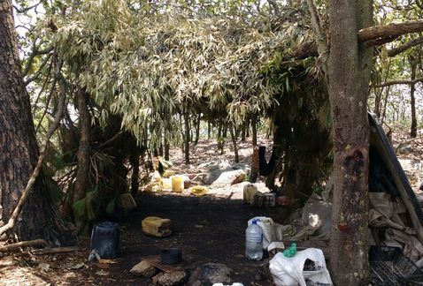 Investigan a autoridades en Jalisco por campamentos del crimen organizado