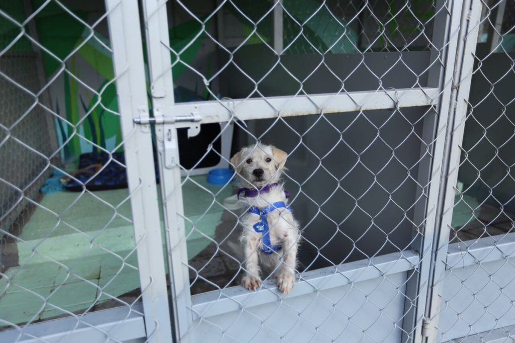 Inauguran Centro de Transferencia Canina del Metro - centro-de-transferencia-canina-1-1024x682