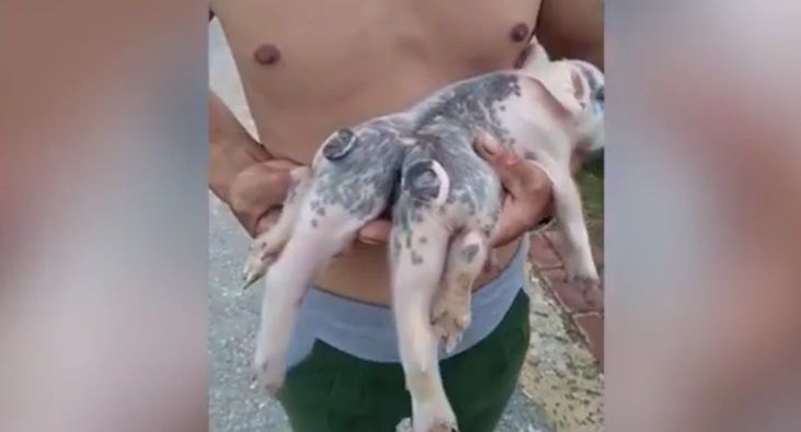 #Video Nace cerdo con seis patas y dos colas en China