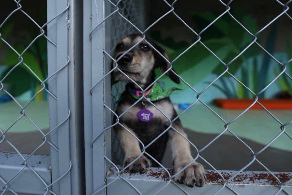 Inauguran Centro de Transferencia Canina del Metro - ctc1-1024x683