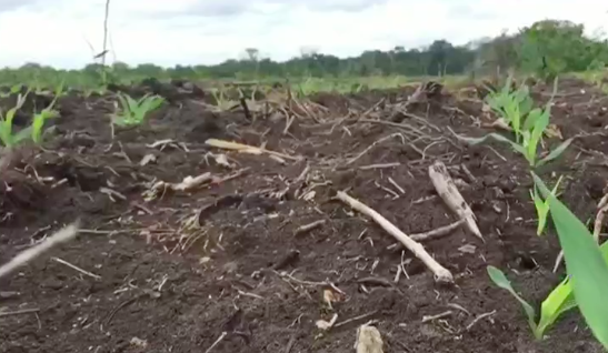 Denuncian deforestación en comunidades menonitas de Quintana Roo
