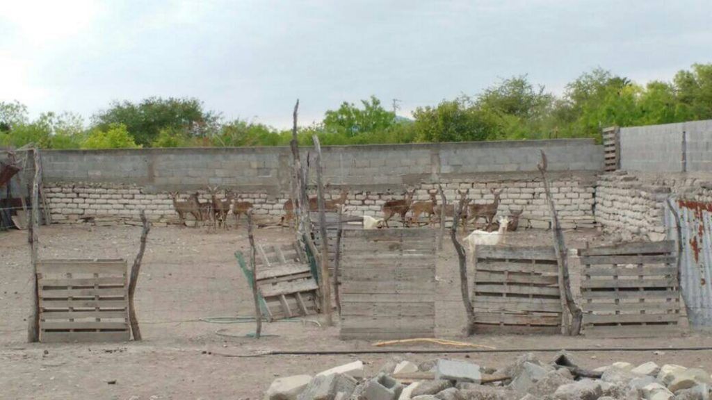 Profepa interpone queja por desaparición de 12 venados cola blanca - desaparición-de-venados-cola-blanca-1-1024x576