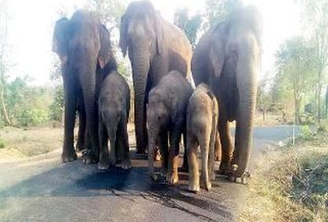 Hombre muere aplastado por elefante mientras intentaba tomarse una selfie