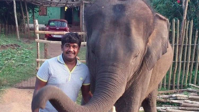 Hombre muere aplastado por elefante mientras intentaba tomarse una selfie - hombre-muere-por-aplastamiento-de-elefantes