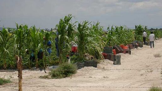 Abandonan a 27 jornaleros potosinos en Sinaloa