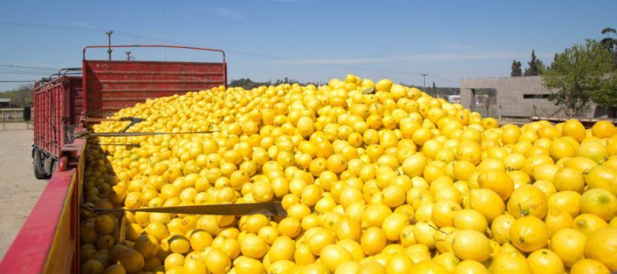 México importará limones argentinos - limon-argentina
