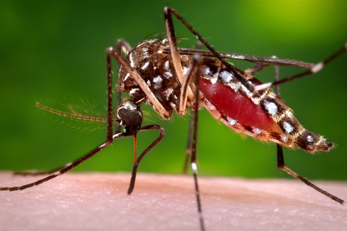 ¿Por qué los mosquitos pican más a unas personas que otras? - mosquito-aedes-aegypti
