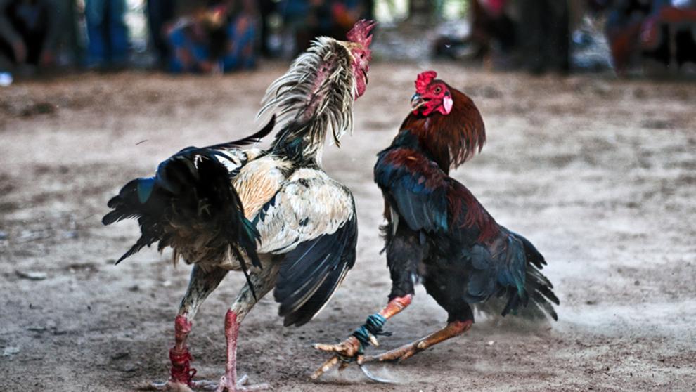 Veracruz da marcha atrás a prohibición de pelea de gallos - pelea-de-gallos-2