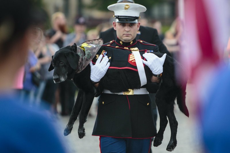Despiden con desfile a perro de los Marines de EE.UU. Despiden con desfile a perro de los Marines de EE.UU.