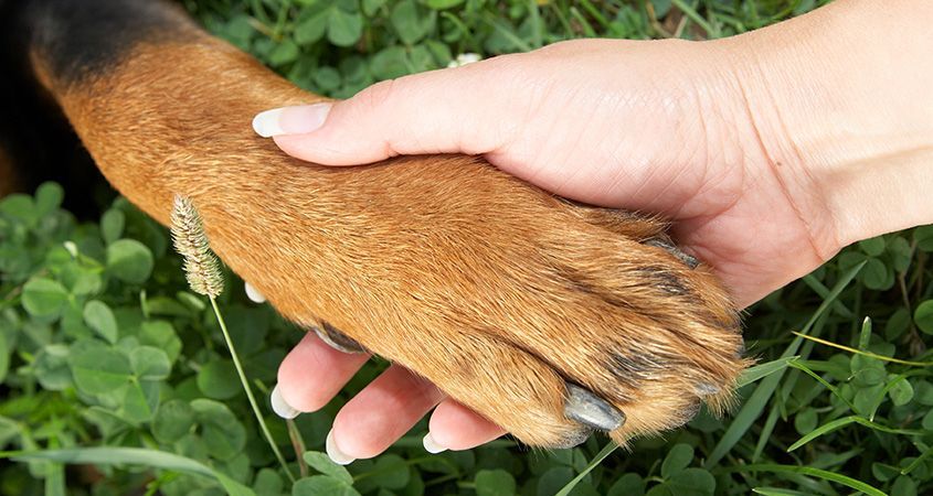 Recomiendan desparasitar a las mascotas cada mes - perros-humanos