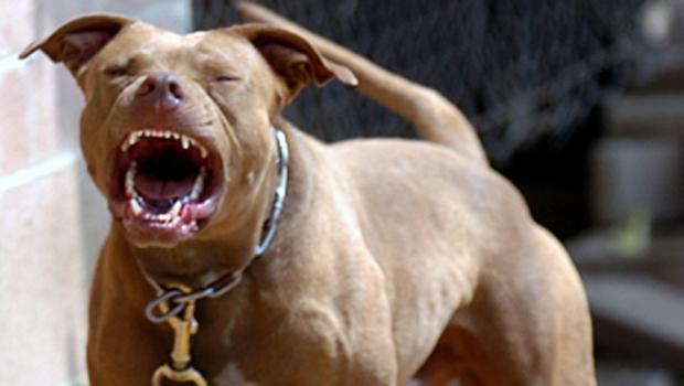Pitbulls matan a menor en Coyoacán Pitbulls matan a menor en Coyoacán