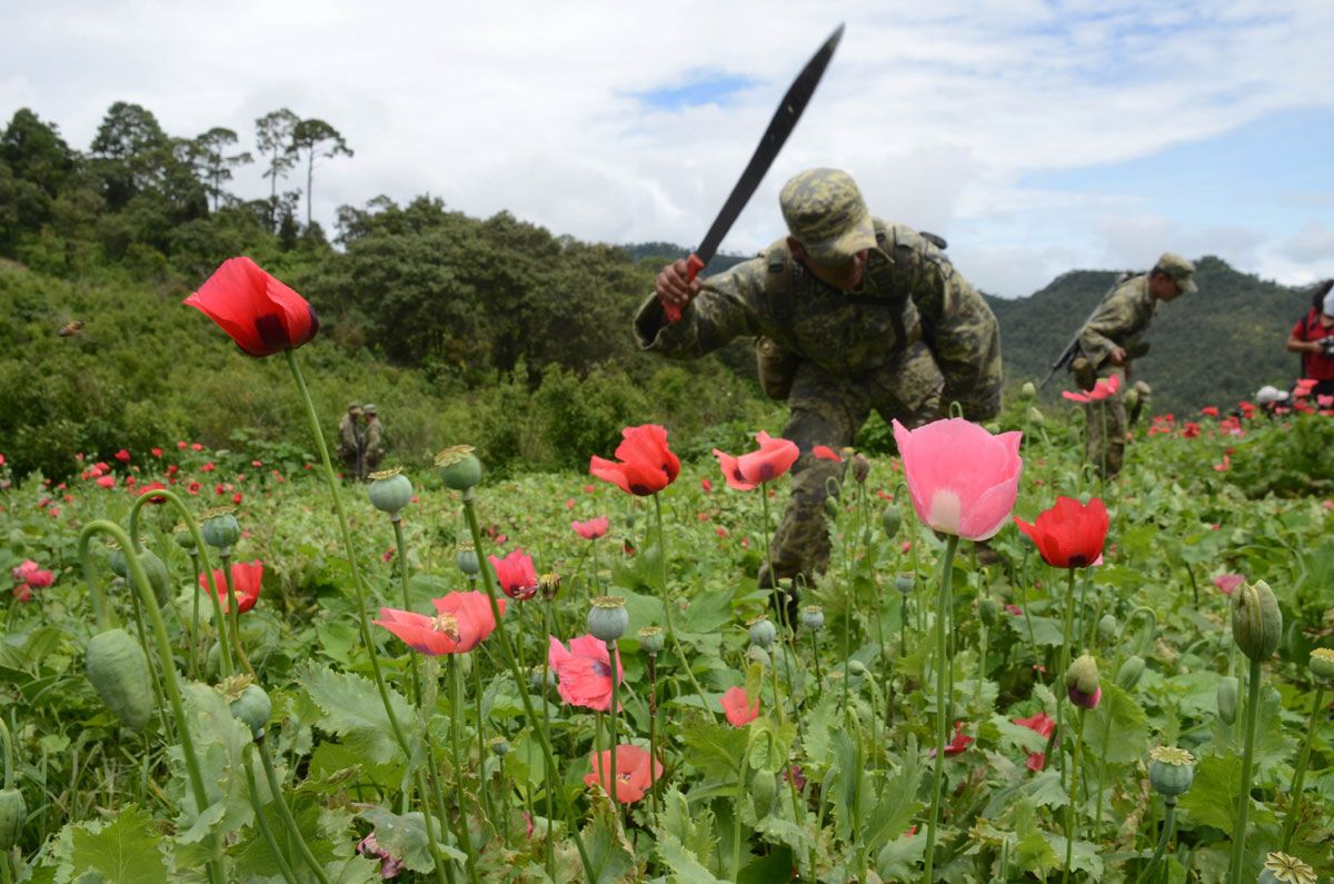 Destruyen 960 mil plantas de amapola en Guerrero