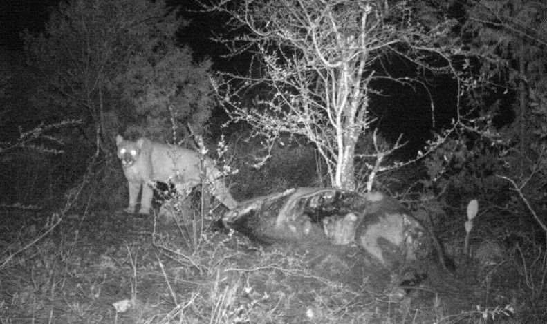 Descubren presencia de pumas en Hidalgo