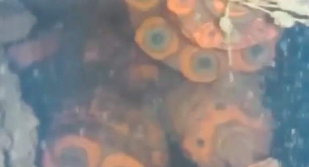 Robot muestra combustible derretido en planta nuclear de Fukushima