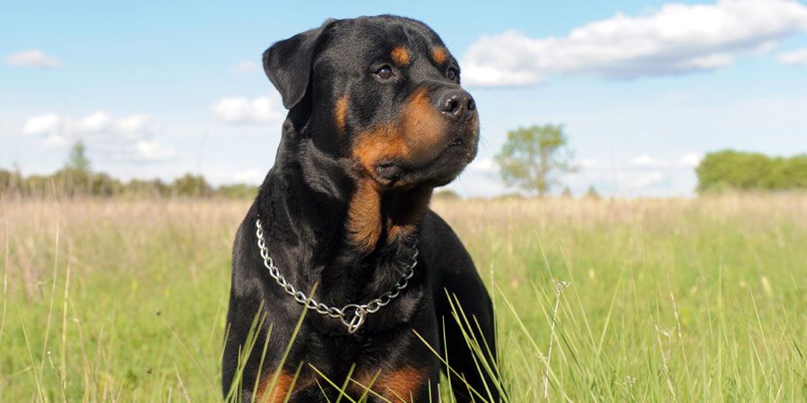 Los perros más robados en la Ciudad de México - rottweiler