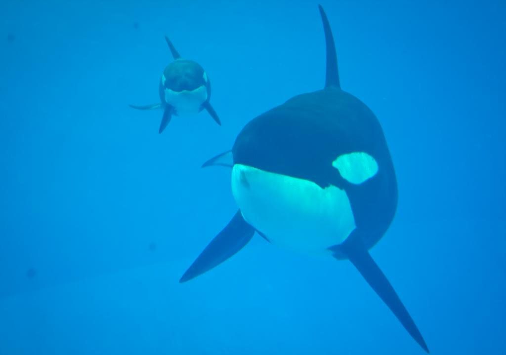 Muere ballena en Sea World - sea-world-kyara