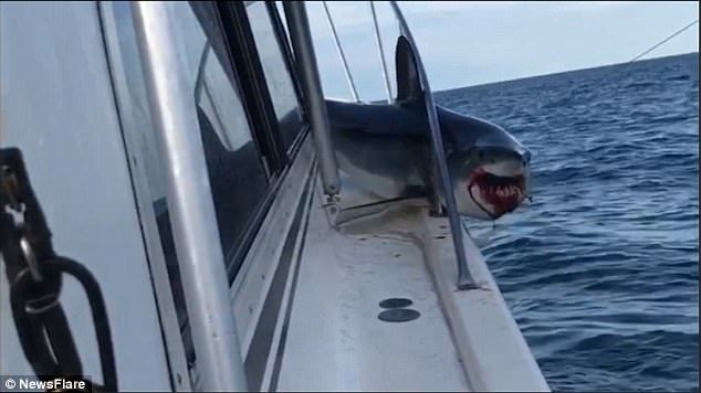 #Video Tiburón queda atrapado en barco de pesca