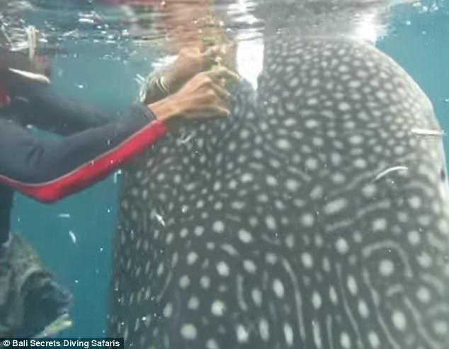 #Video Buzos rescatan a tiburón ballena