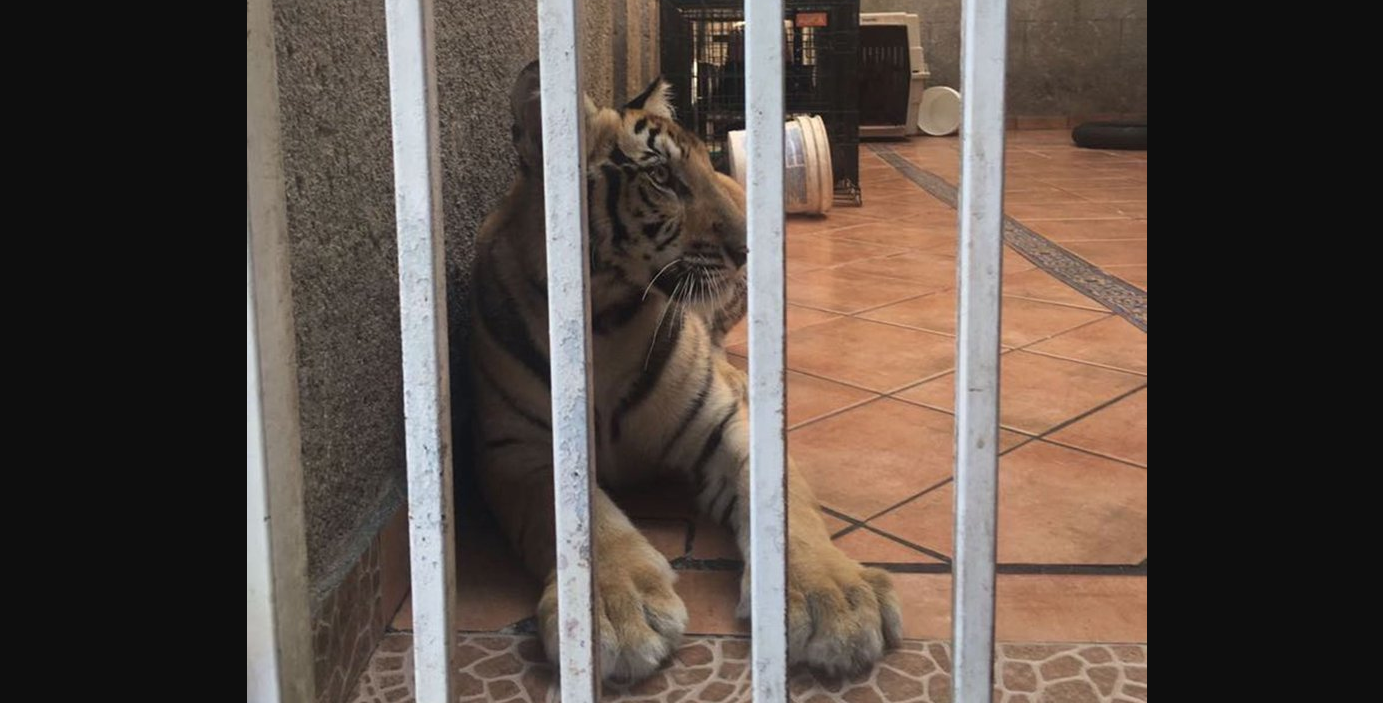 Encuentran tigre de bengala en cochera en Monterrey