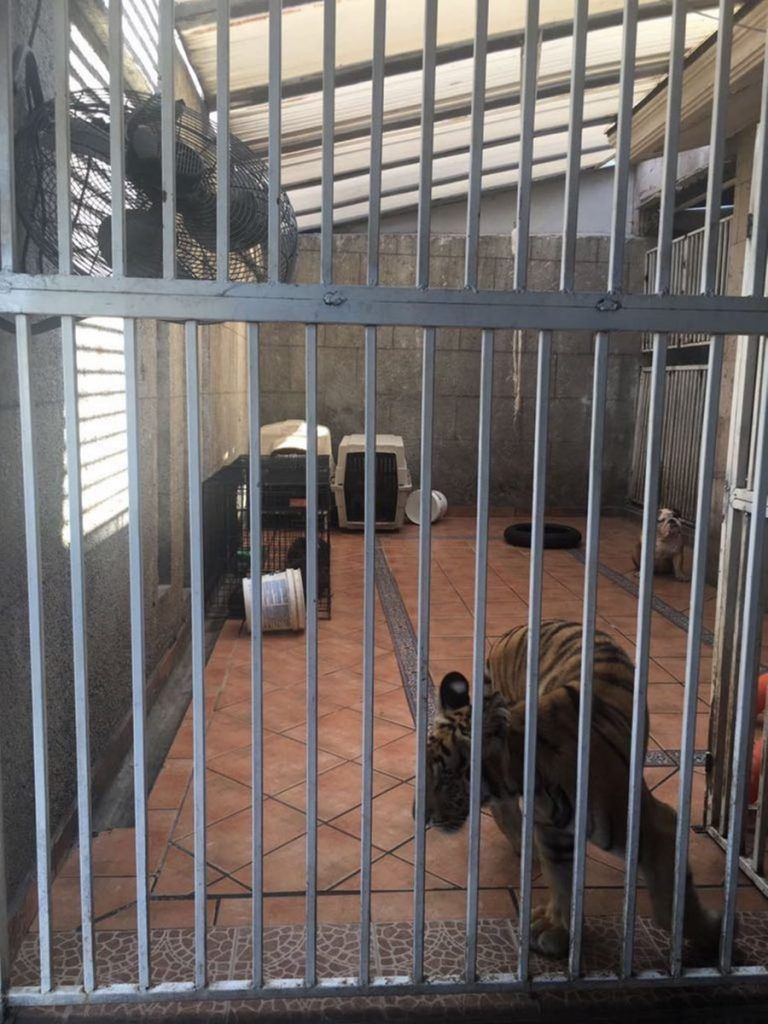 Encuentran tigre de bengala en cochera en Monterrey - tigre-1-1-768x1024