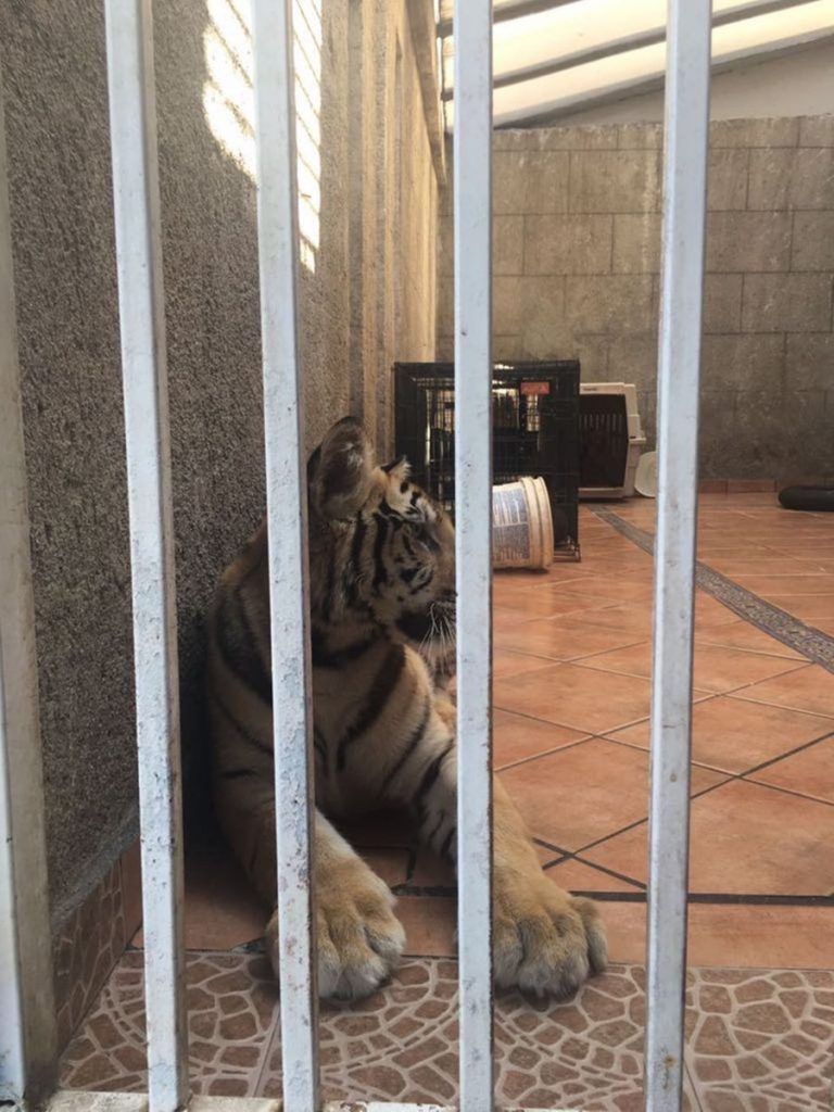 Encuentran tigre de bengala en cochera en Monterrey - tigre-1-768x1024