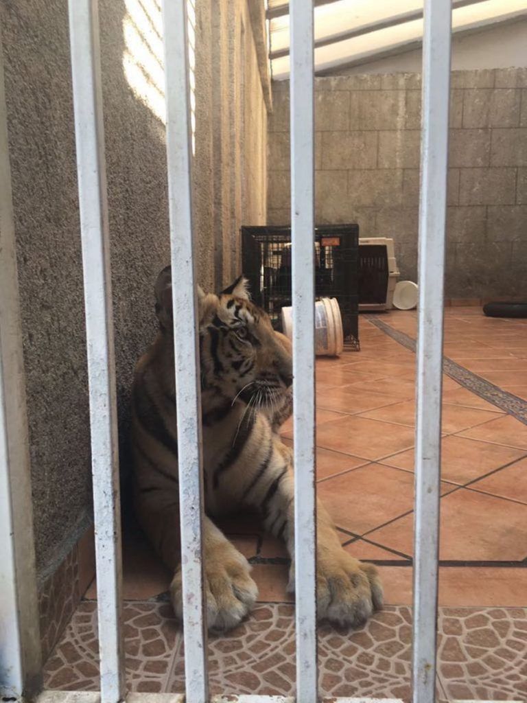 Encuentran tigre de bengala en cochera en Monterrey - tigre-2-768x1024