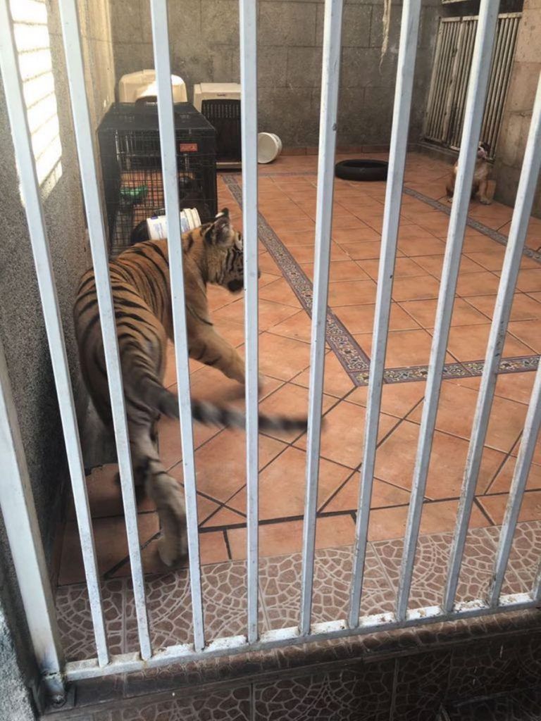 Encuentran tigre de bengala en cochera en Monterrey - tigre-3-768x1024