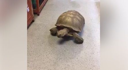 Policía recupera tortuga robada de refugio en Nueva York