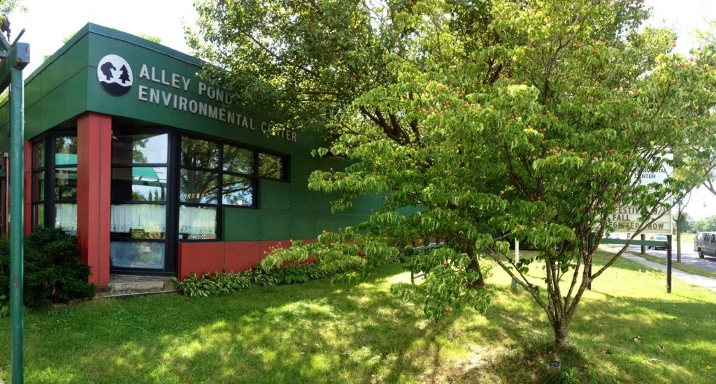 Policía recupera tortuga robada de refugio en Nueva York - tortuga-millenium-refugio-1024x550