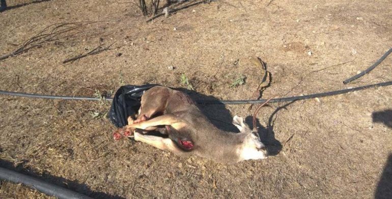 Multan a hombre por matar venado en BCS