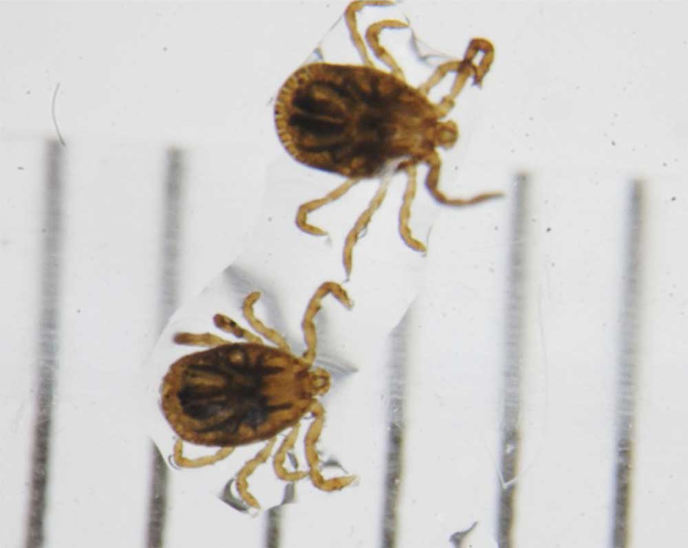 Alertan por brote de virus mortal en Japón - virus-japon-garrapatas