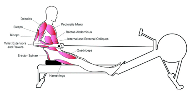 Cinco razones para entrenar con remadora - weimar-2