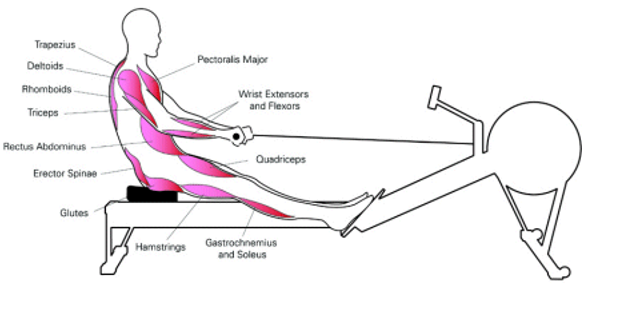 Cinco razones para entrenar con remadora - weimar