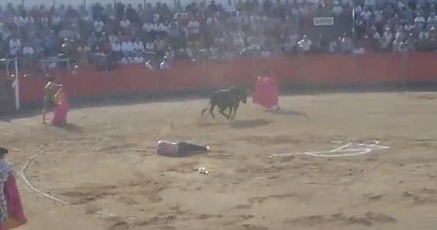 #Video Toro embiste a defensor de los animales en Francia