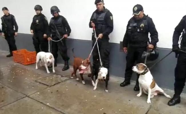 Detienen a delincuentes que usaban perros pitbull en Miguel Hidalgo - Banda-perros-Pitbull-Foto-de-El-Universal