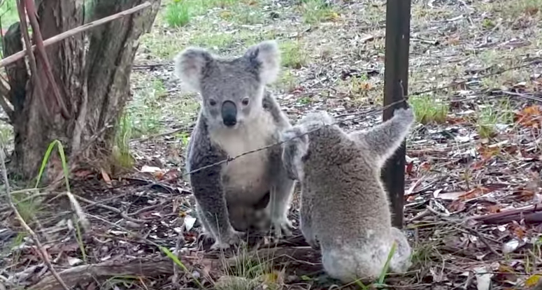 #VIRAL Koala libera a cría que se encontraba atorada en cerca