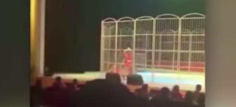 #Video Tigre ataca a entrenador en circo