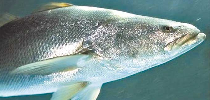 Totoaba podría dejar de ser una especie en peligro de extinción