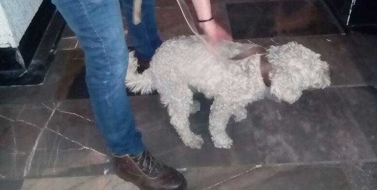 Rescatan a perro que caminaba en las vías del Metro Observatorio