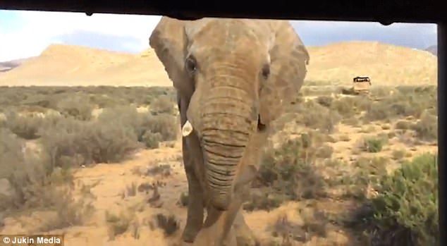 #Video Elefante intenta derribar camión de turistas en Sudáfrica