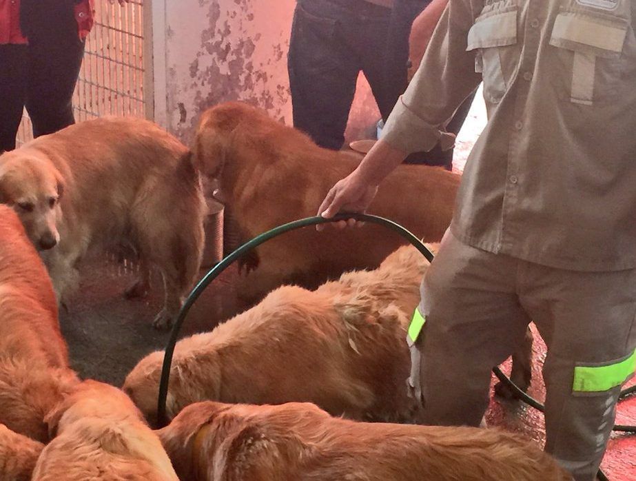 Enfermos algunos de los perros rescatados en Iztapalapa