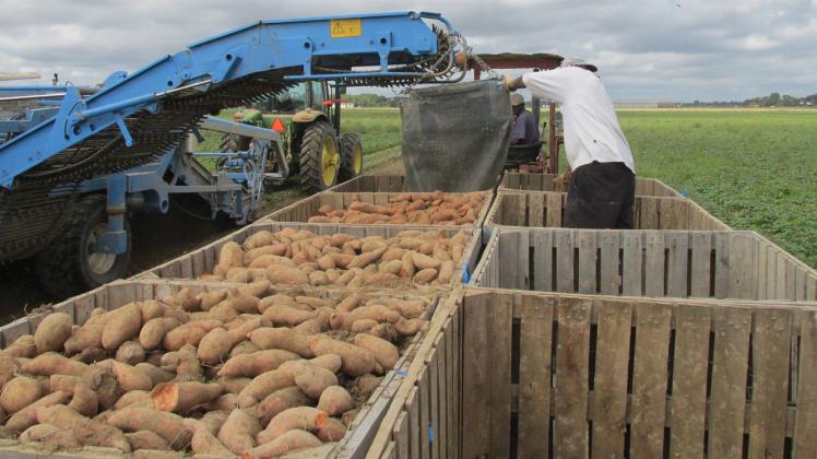 Sagarpa en desacuerdo con prohibición de papa fresca de EE. UU. - Foto-de-Internet