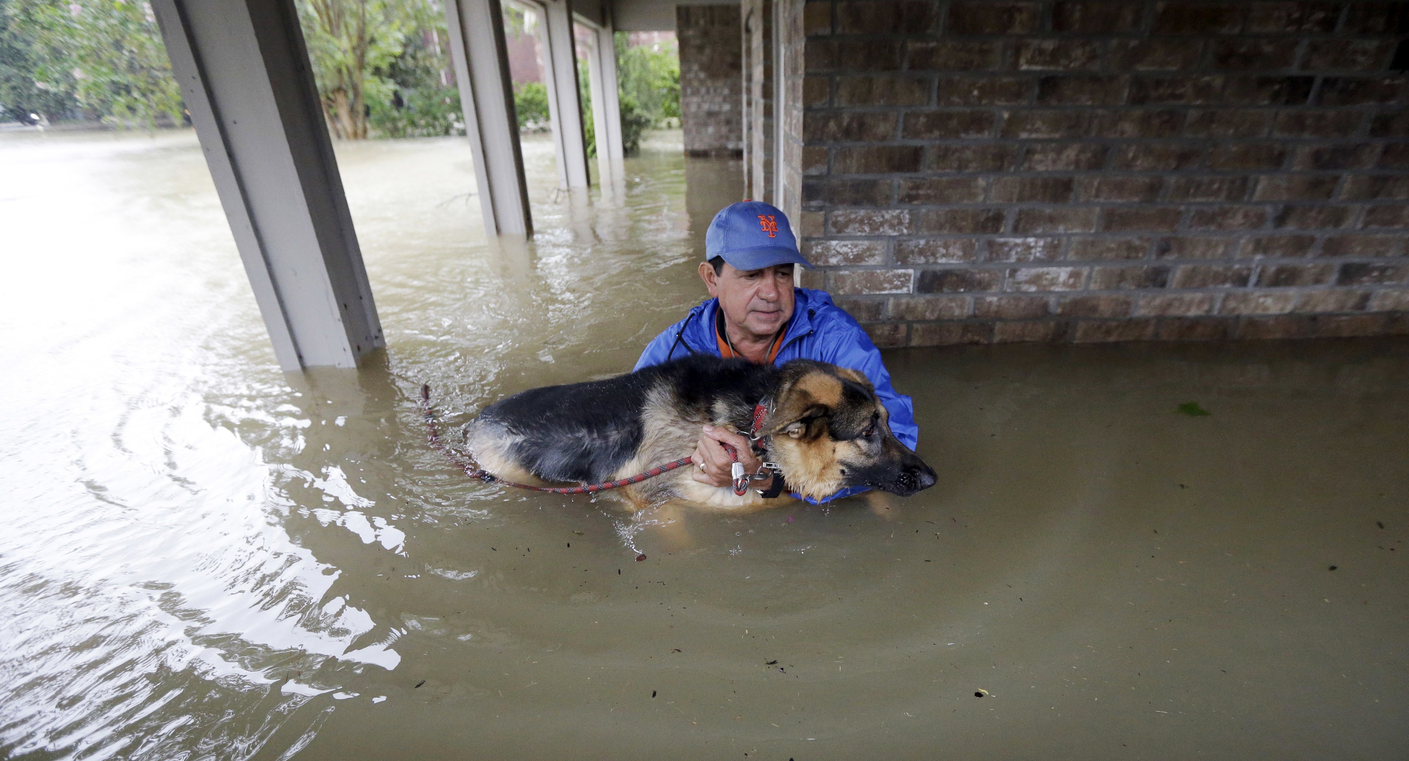 Las mascotas también sufren por Harvey Las mascotas también sufren por Harvey