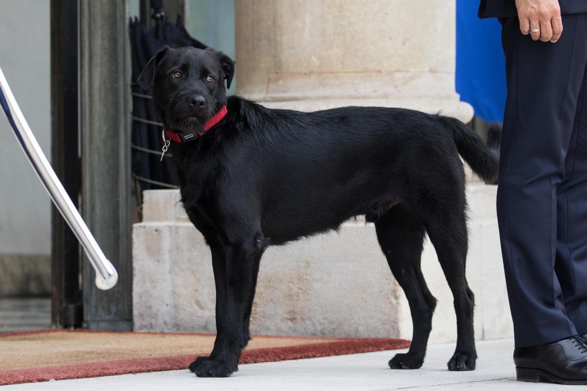 Nemo, el nuevo perro de Macron