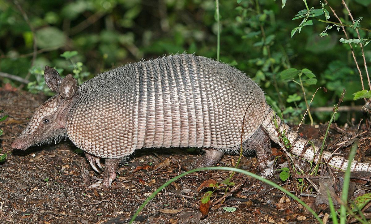 Hombre dispara a armadillo y bala le rebota en la cara