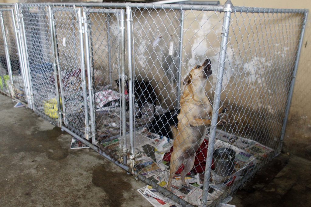 Rescatan a más de 200 perros de albergue en Puerto Rico - PUERTO-RICO-PERROS-RE_De-l-2-1024x683